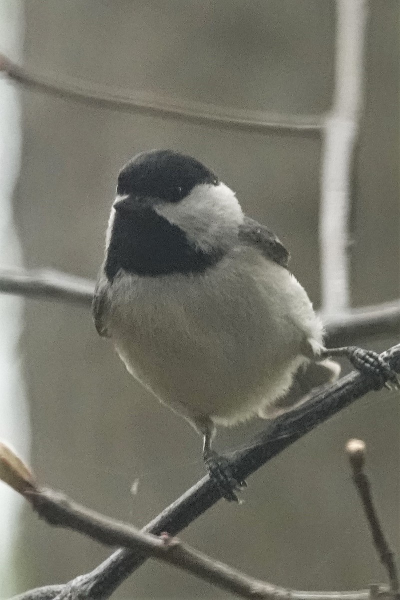 Carolina Chickadee - ML440008481