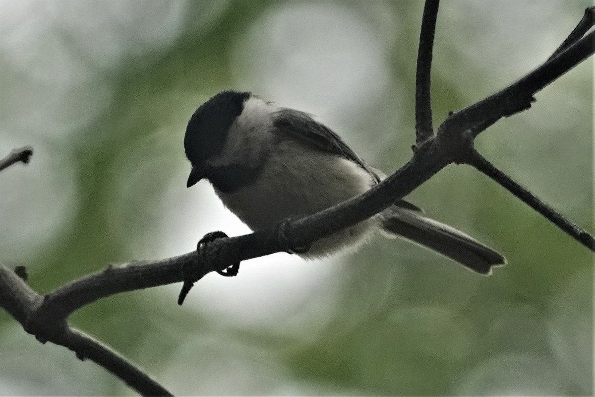 Carolina Chickadee - ML440008621