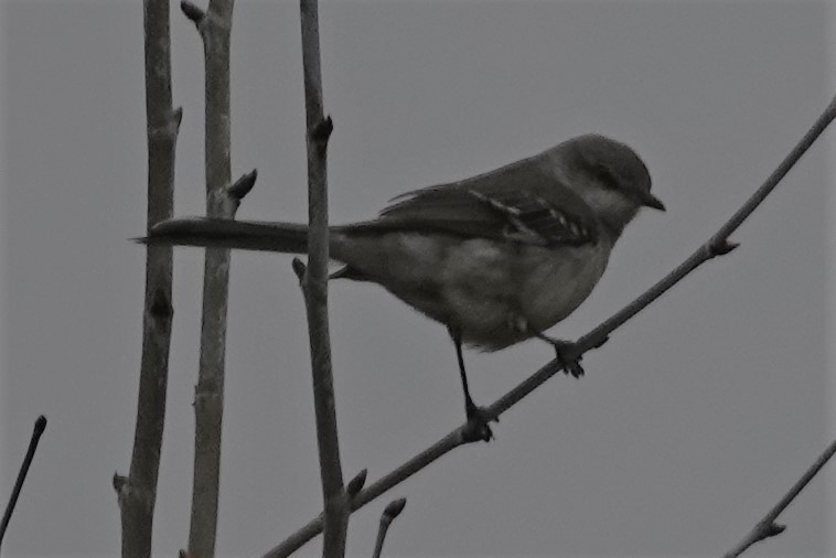 Northern Mockingbird - ML440008811