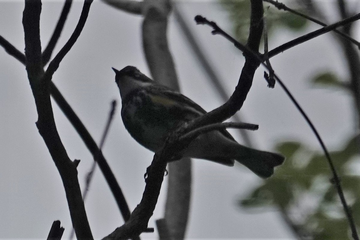 Yellow-rumped Warbler - ML440008971