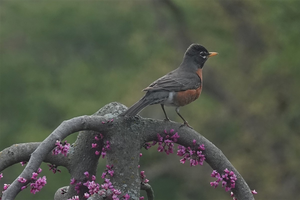 American Robin - ML440009431