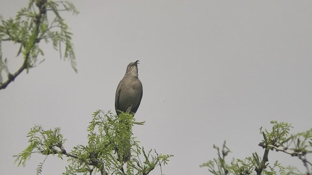 mesquitespottefugl - ML440010391