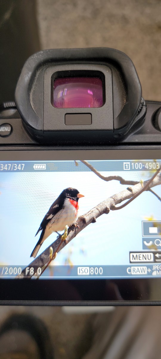 dlaskovec růžovoprsý - ML440011581