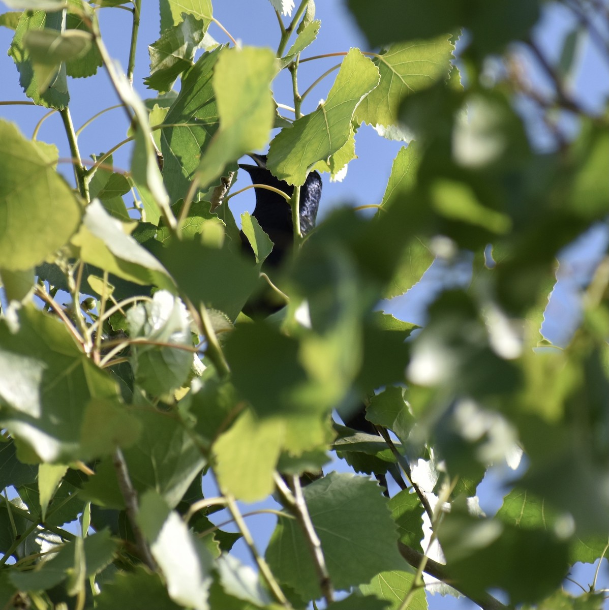 Purple Martin - ML440011641