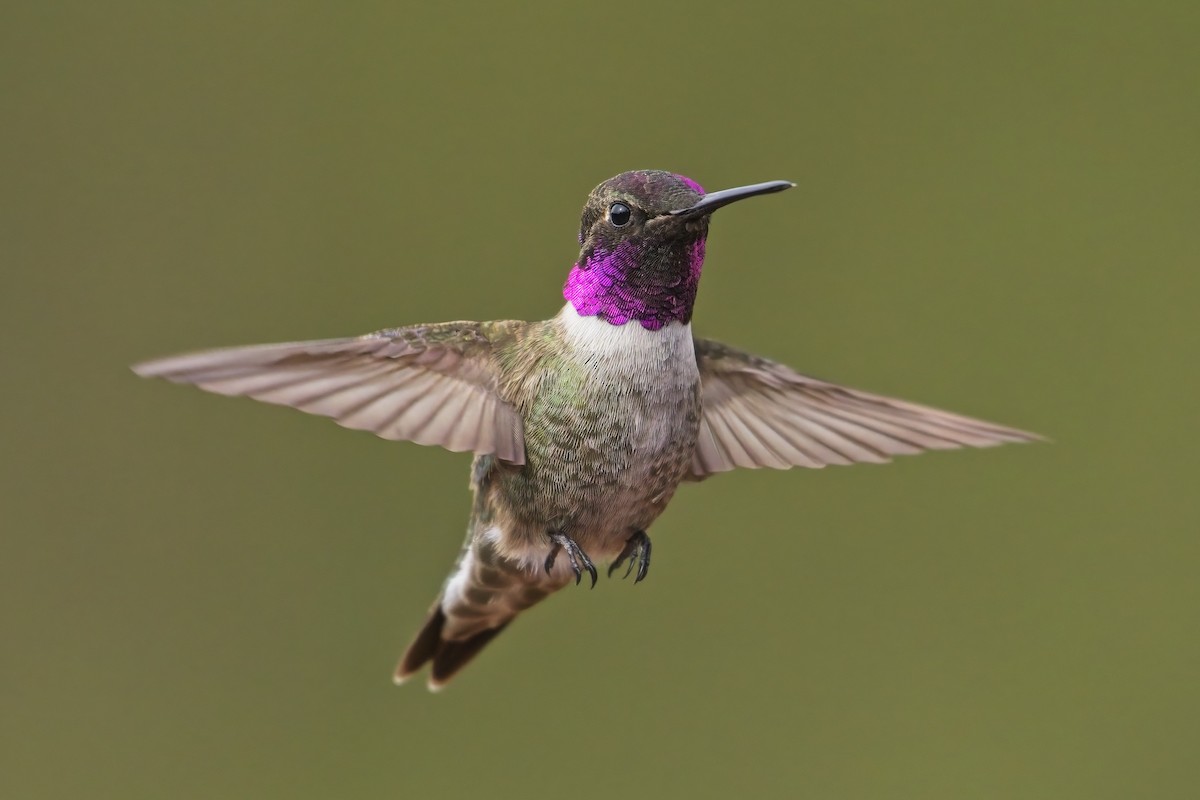 Black-chinned x Anna's Hummingbird (hybrid) - ML440011841