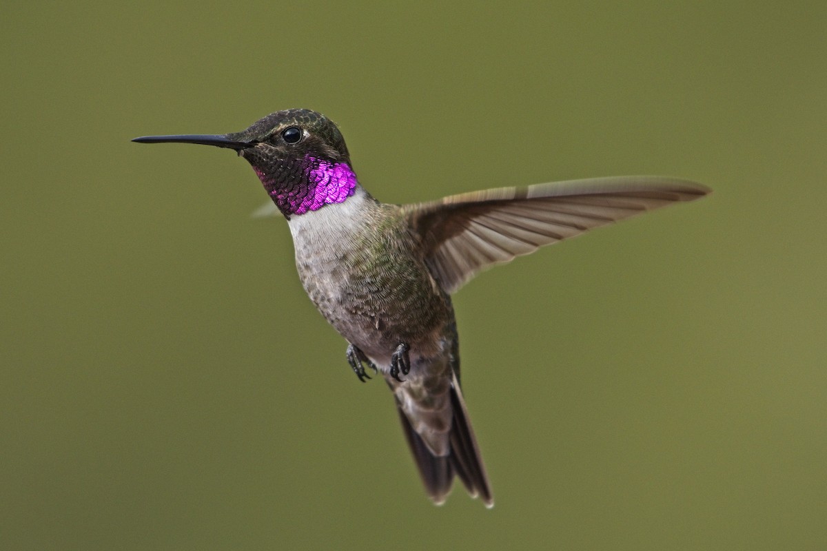 Black-chinned x Anna's Hummingbird (hybrid) - ML440011881