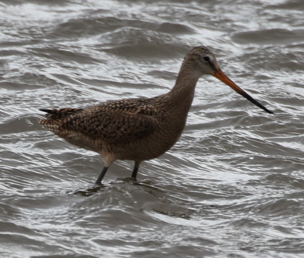 Marbled Godwit - ML440011971