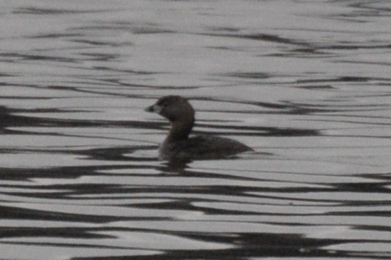 Pied-billed Grebe - ML440012931