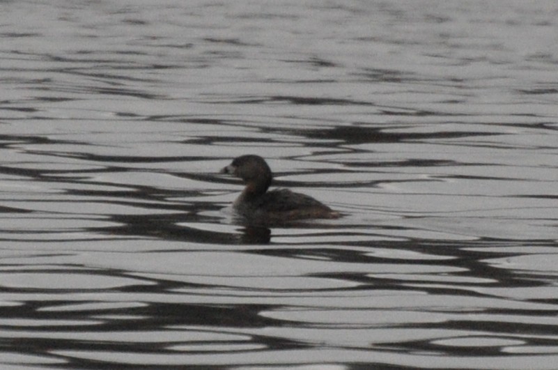 Pied-billed Grebe - ML440012941