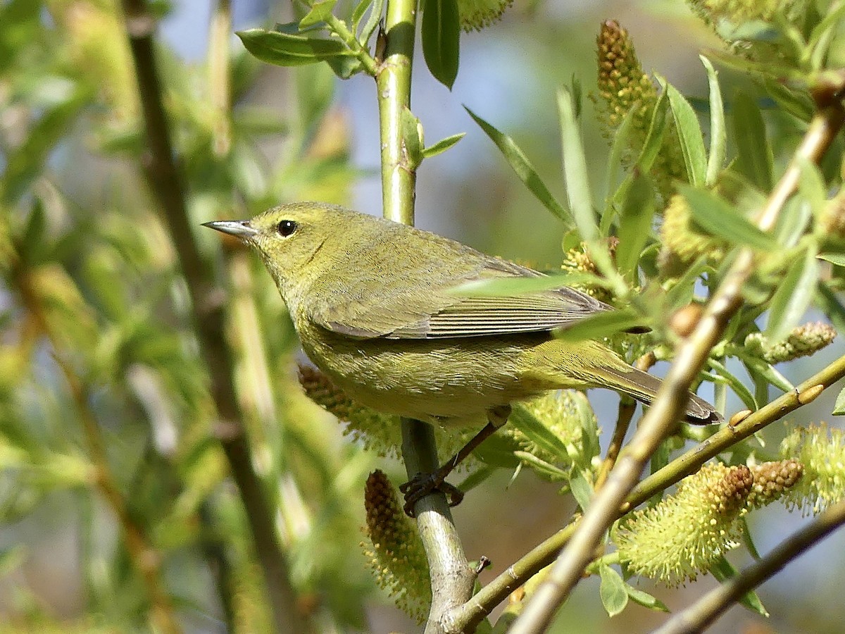 Orange-crowned Warbler - ML440013451