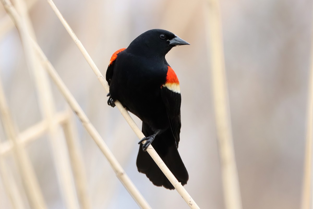 Red-winged Blackbird - ML440013771