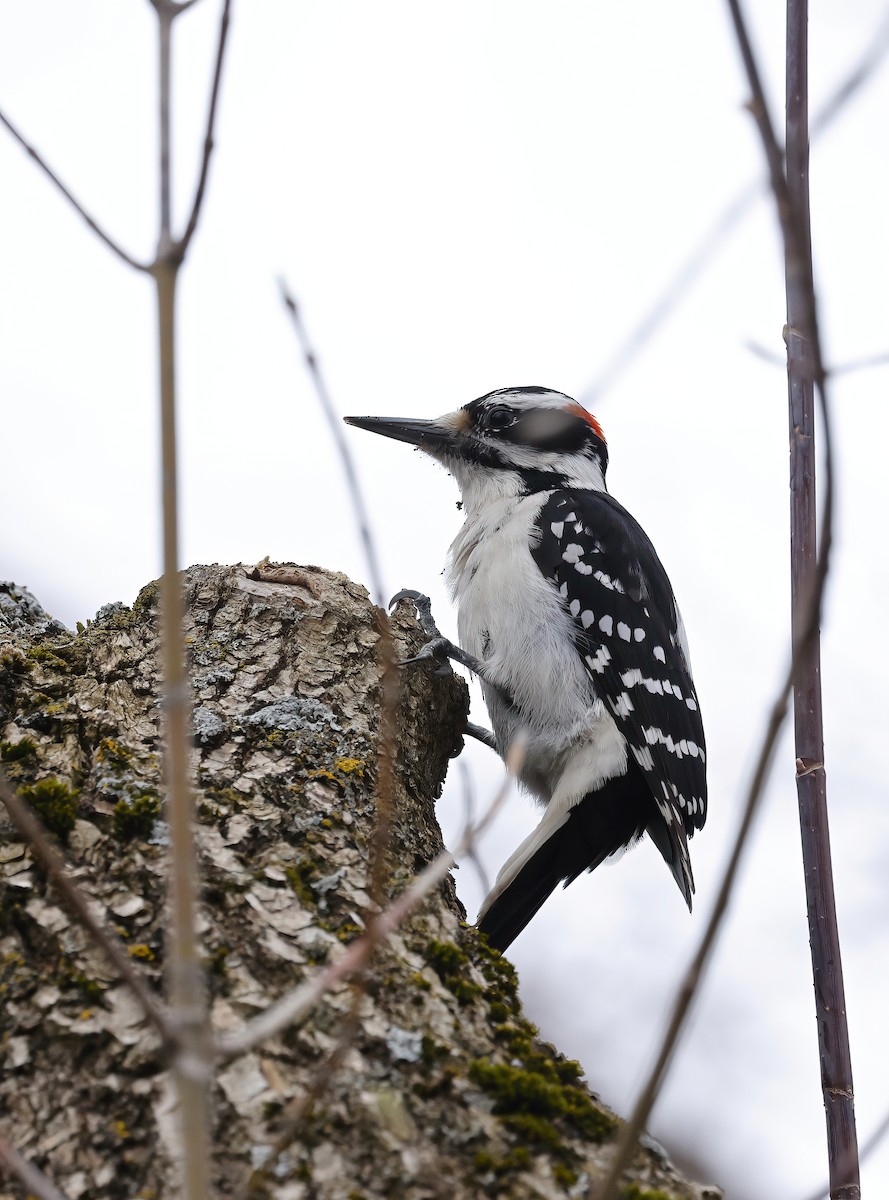 Hairy Woodpecker - Scott Sneed