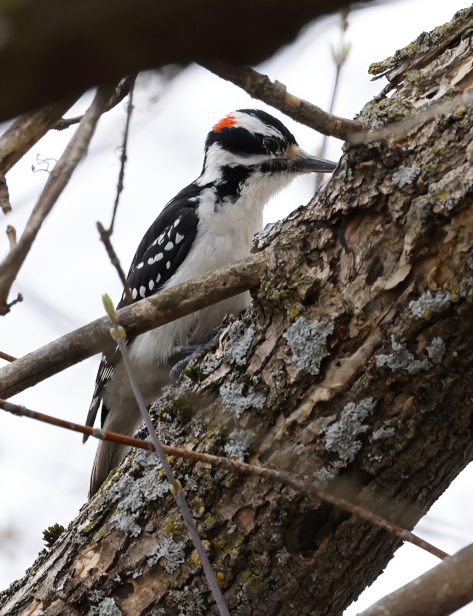 Hairy Woodpecker - ML440015031