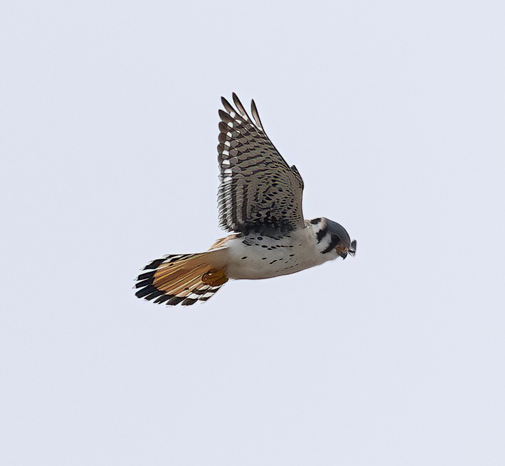 American Kestrel - Scott Sneed