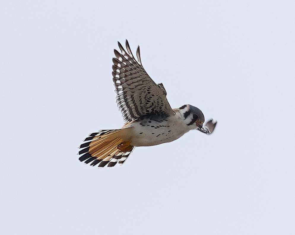 American Kestrel - ML440015151