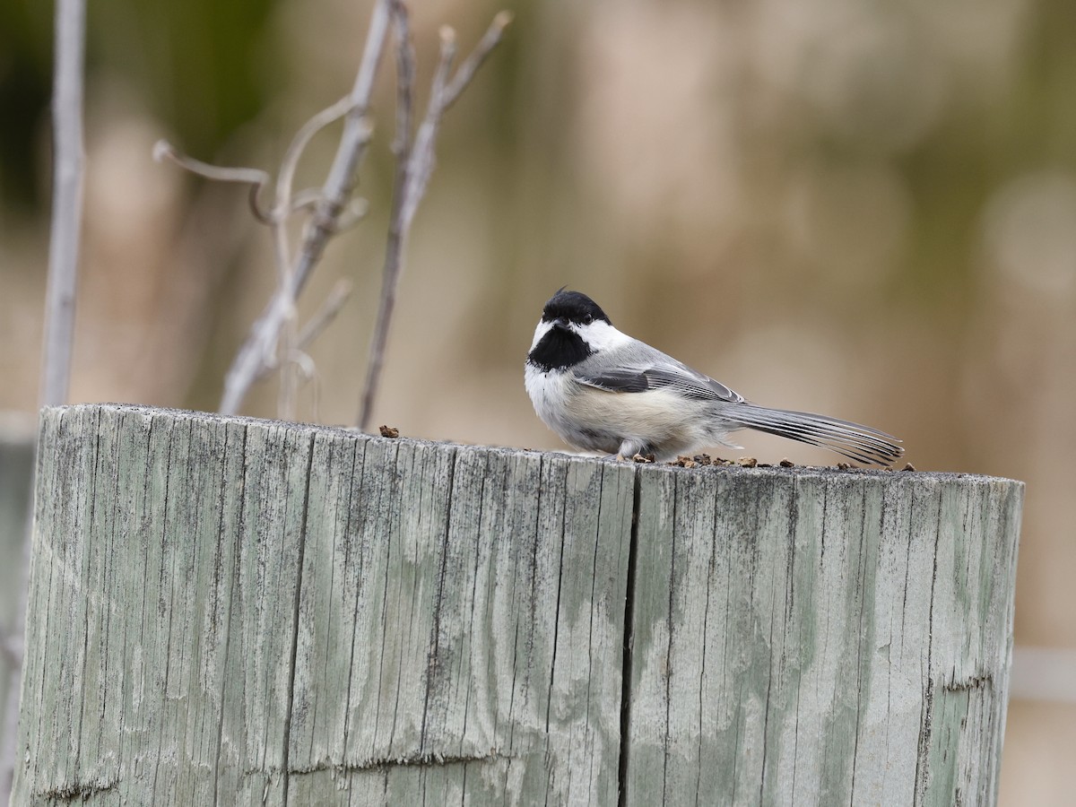 Black-capped Chickadee - Scott Sneed