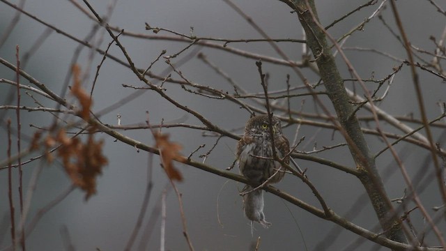 Eurasian Pygmy-Owl - ML440015711