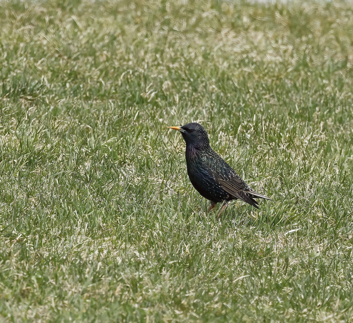 European Starling - ML440015721