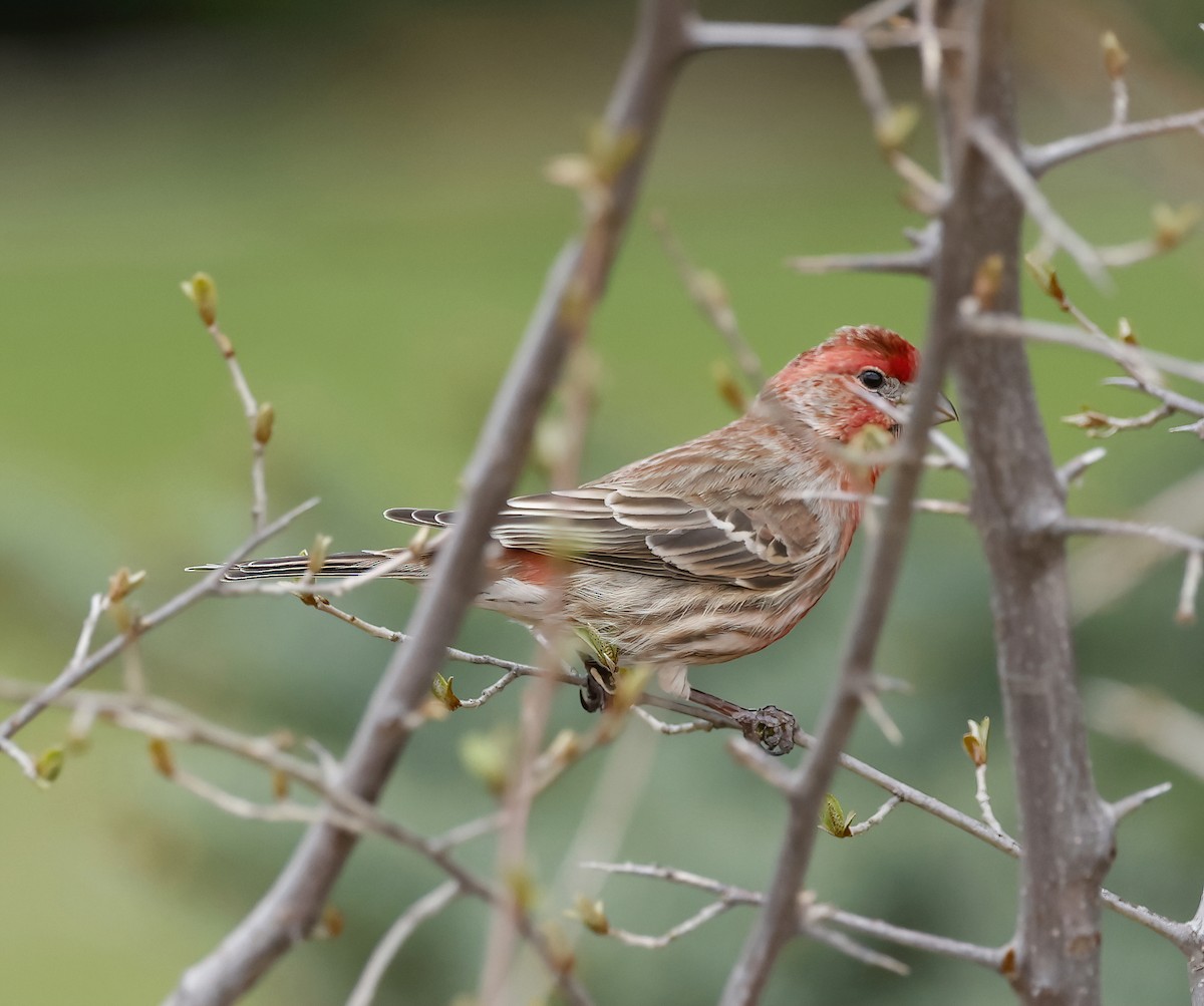 House Finch - ML440015831