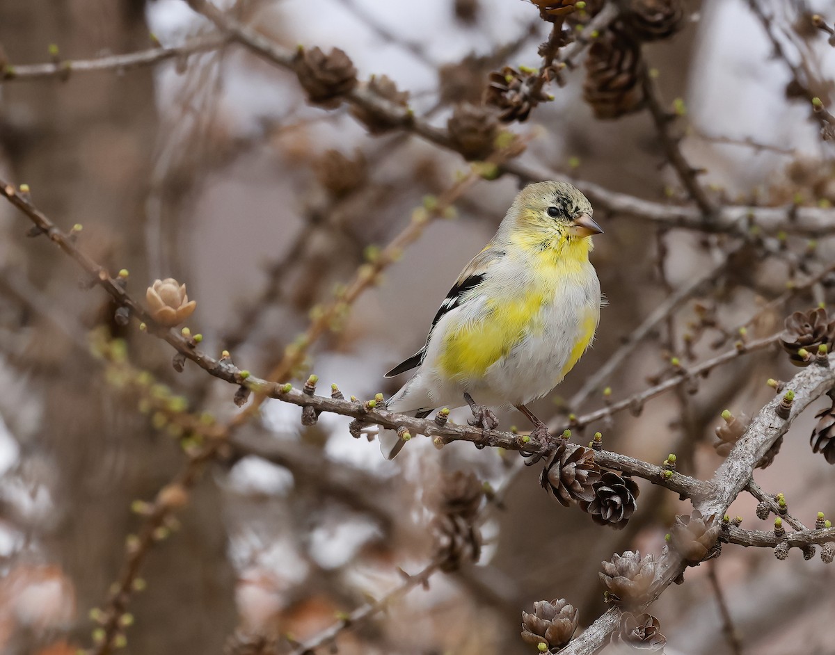 American Goldfinch - Scott Sneed