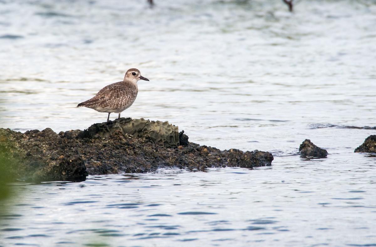 Black-bellied Plover - ML44001591