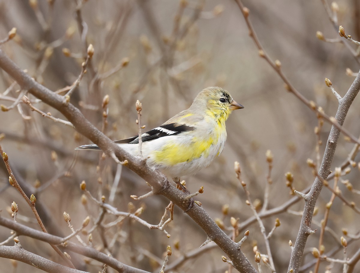 American Goldfinch - Scott Sneed