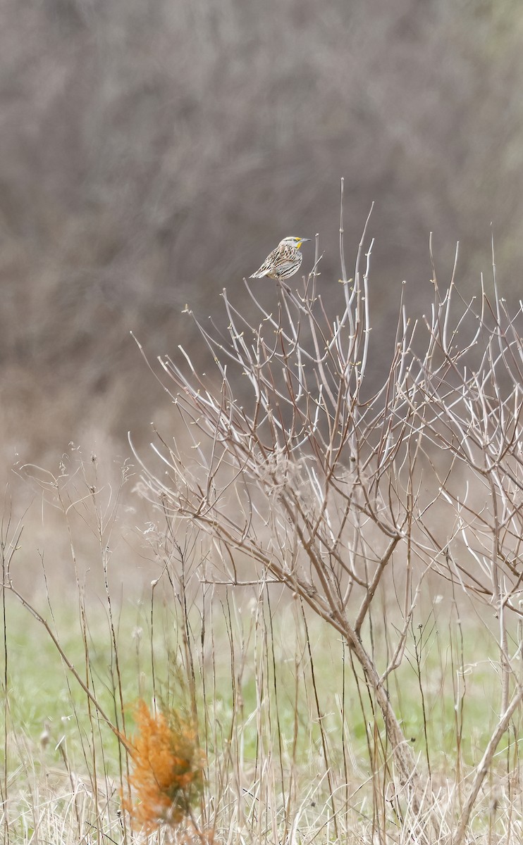 Eastern Meadowlark - Scott Sneed