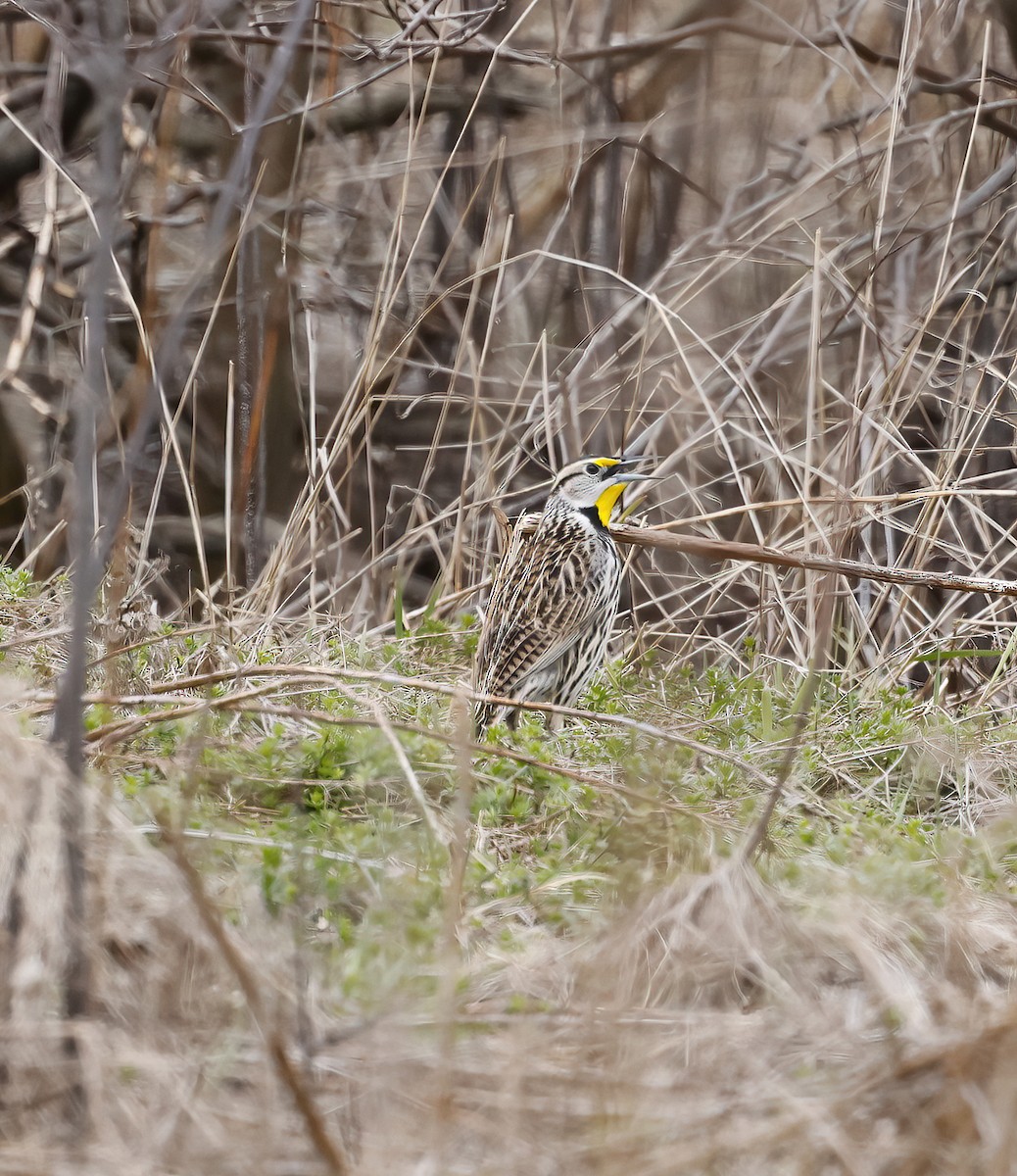 Eastern Meadowlark - Scott Sneed