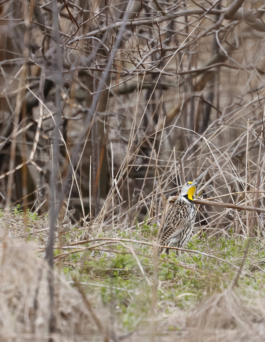 Eastern Meadowlark - ML440016261