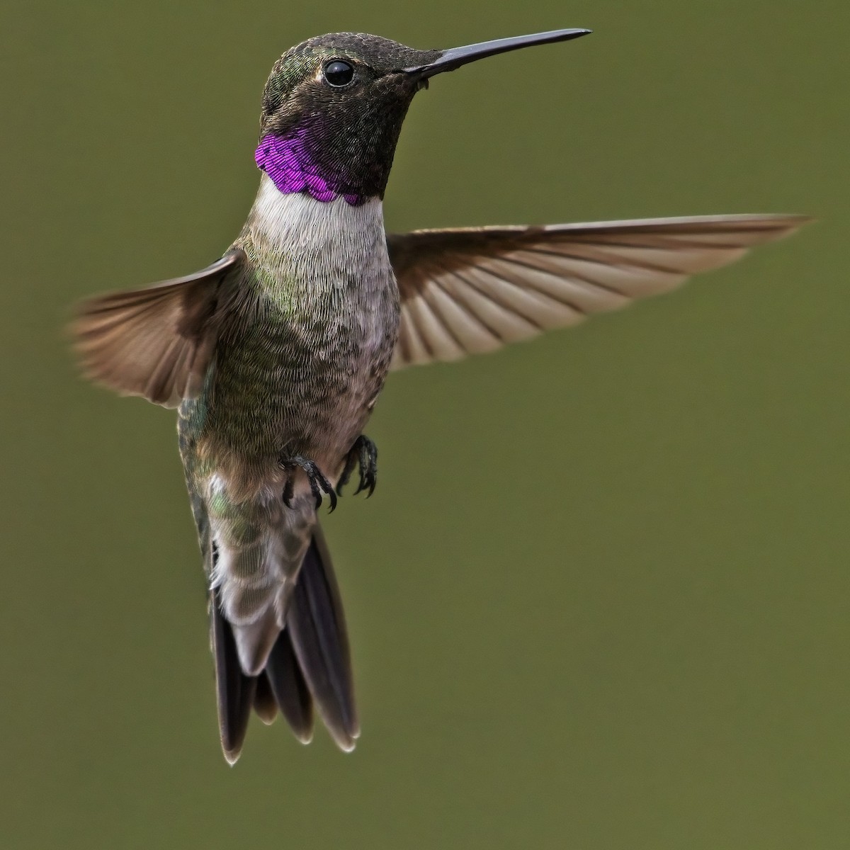 Black-chinned x Anna's Hummingbird (hybrid) - ML440018881