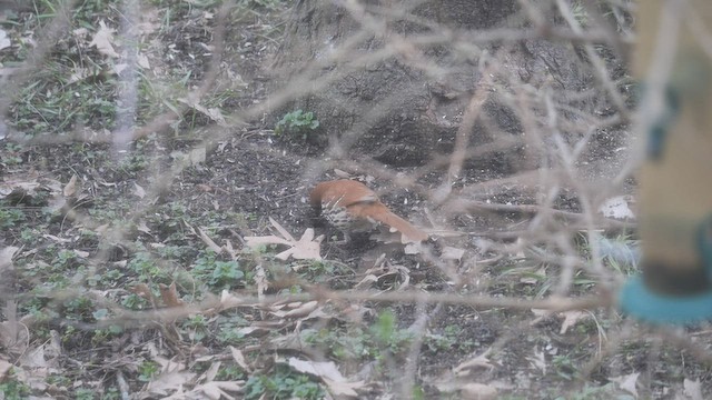 Brown Thrasher - ML440019631