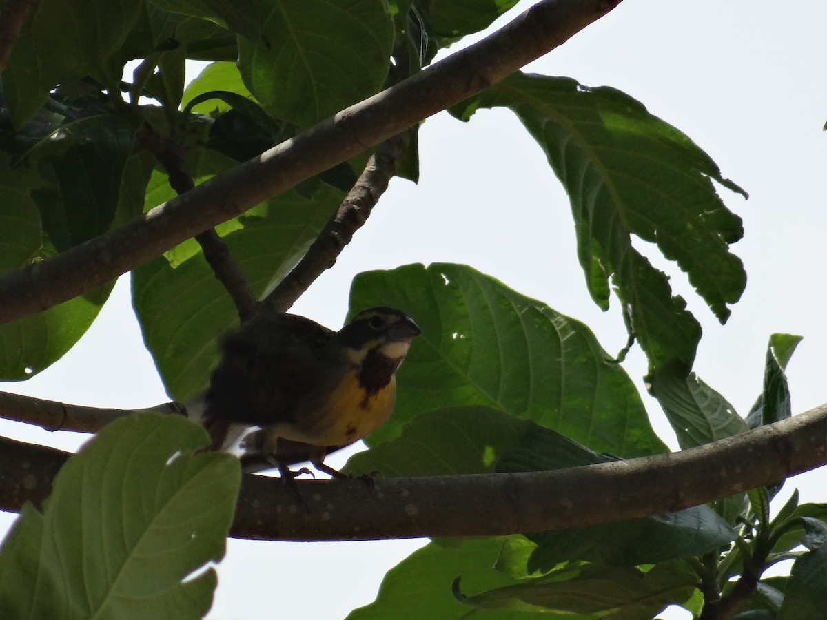 Dickcissel - ML440019931