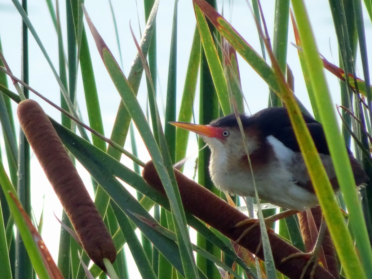 Least Bittern - ML440021031