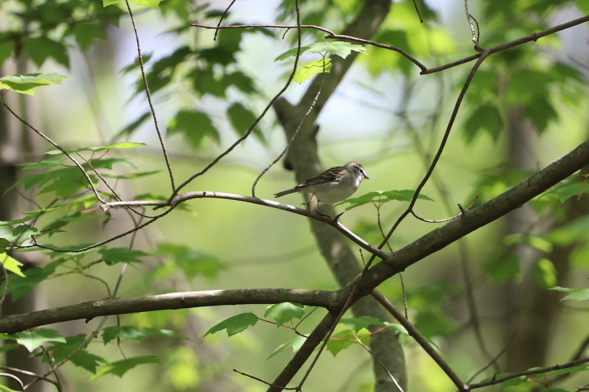 Chipping Sparrow - ML440021591