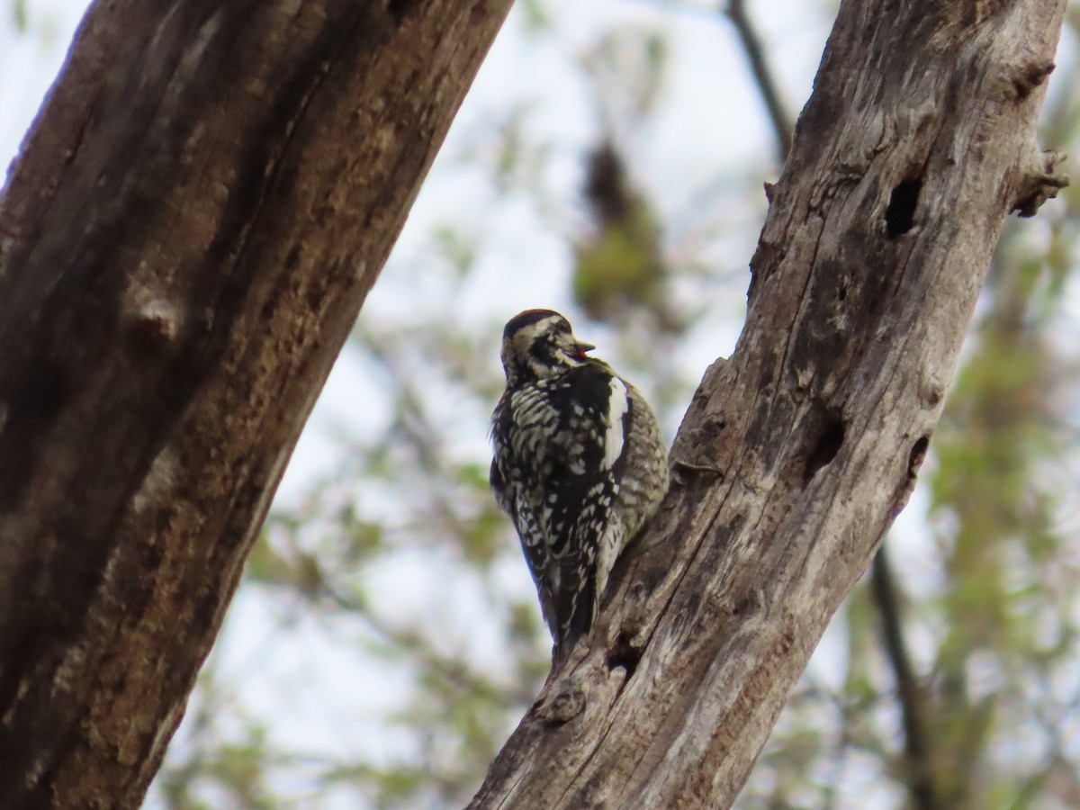 Yellow-bellied Sapsucker - ML440024621