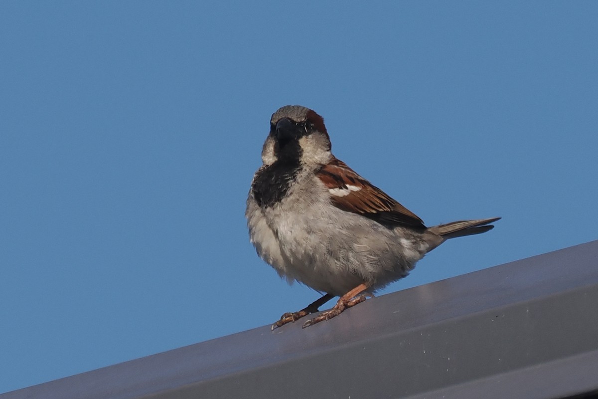 House Sparrow - ML440025251