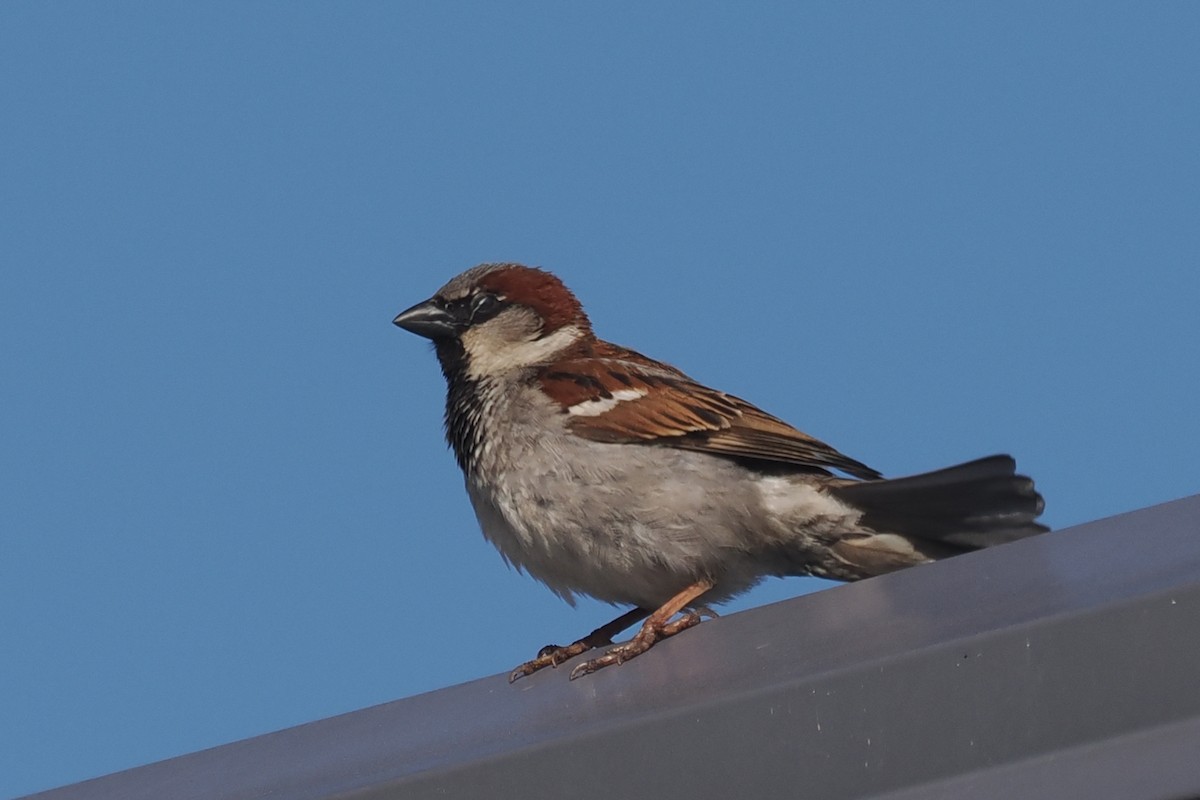 House Sparrow - ML440025301