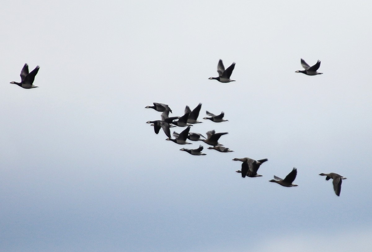 Barnacle Goose - ML440025881