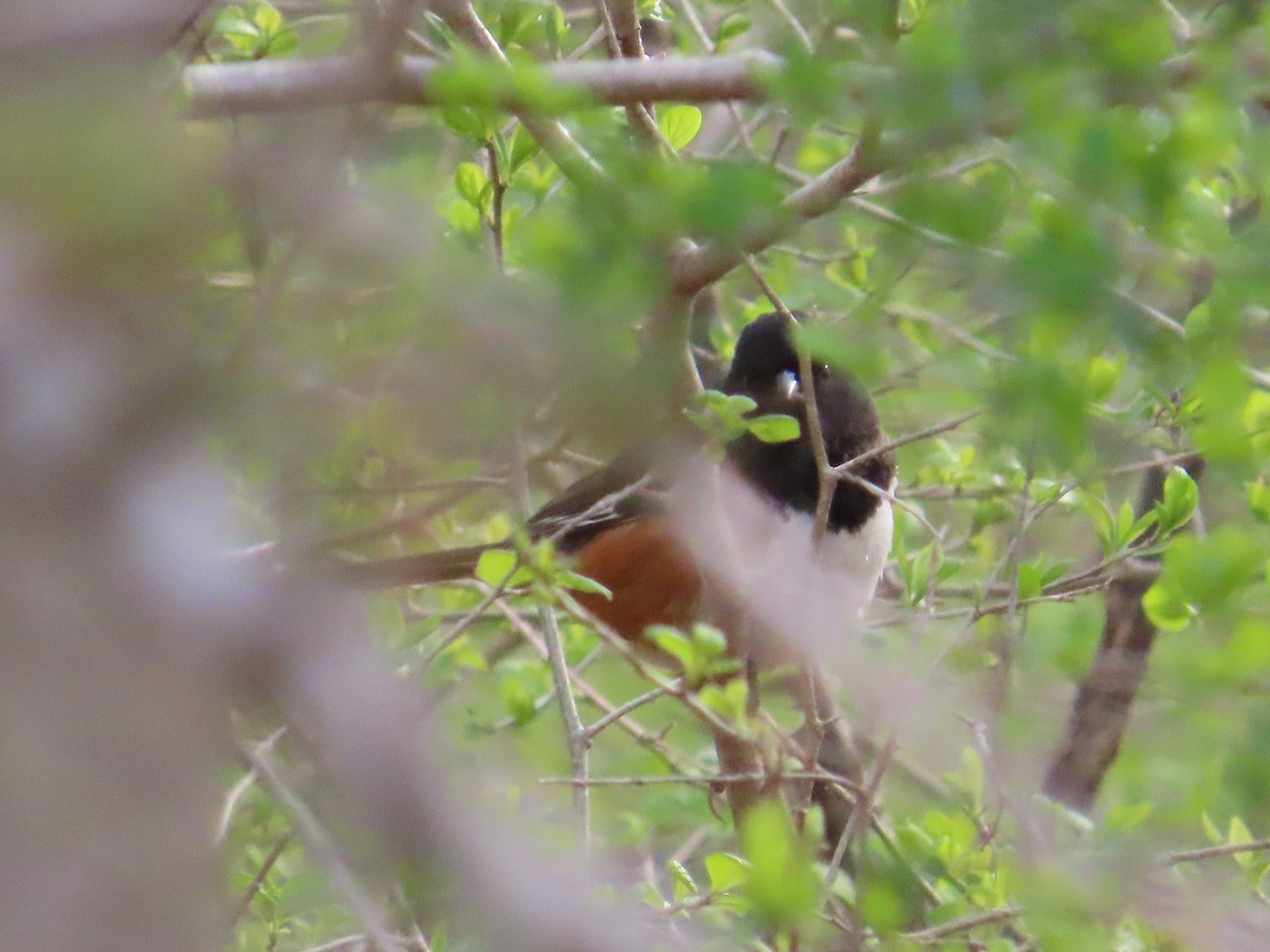 Eastern Towhee - Steve Schuyler