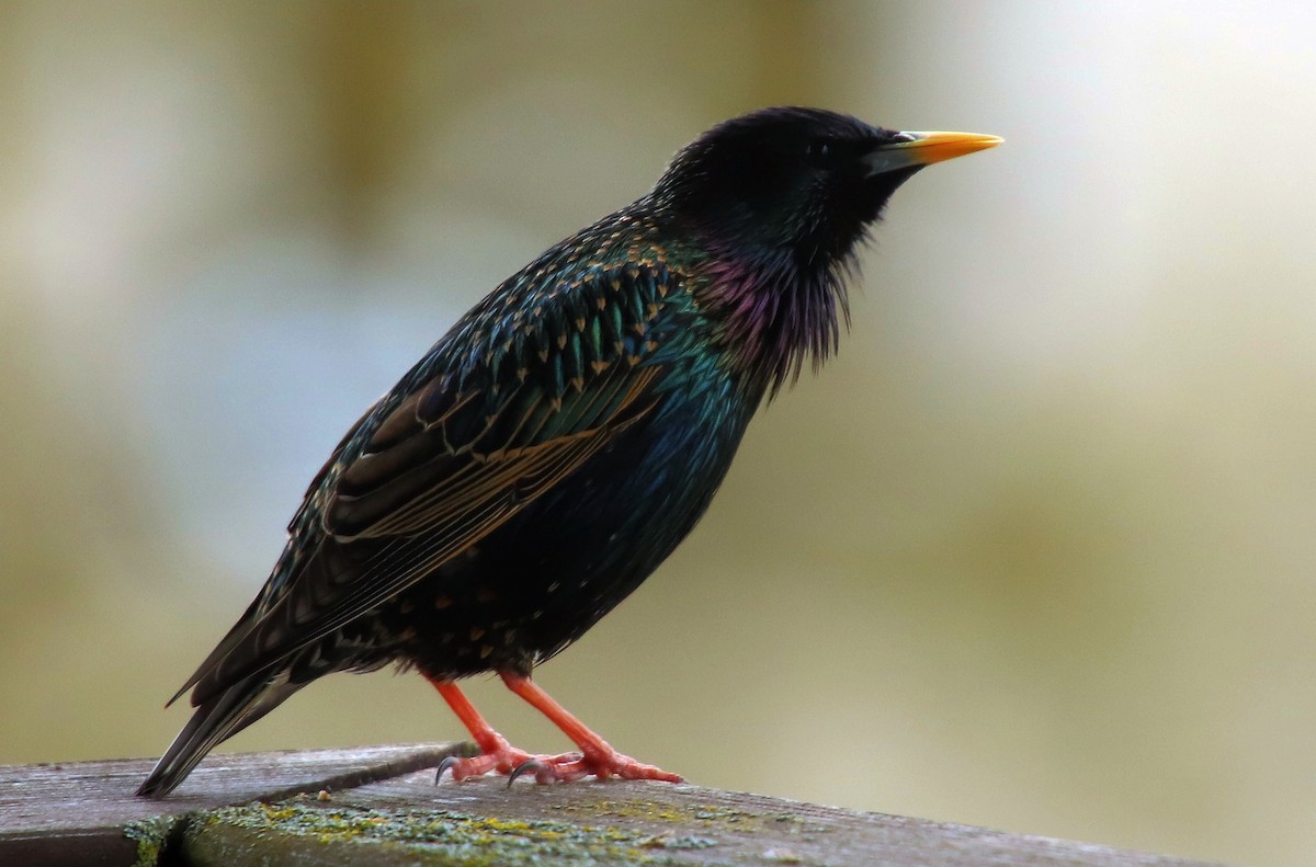 European Starling - ML440027731