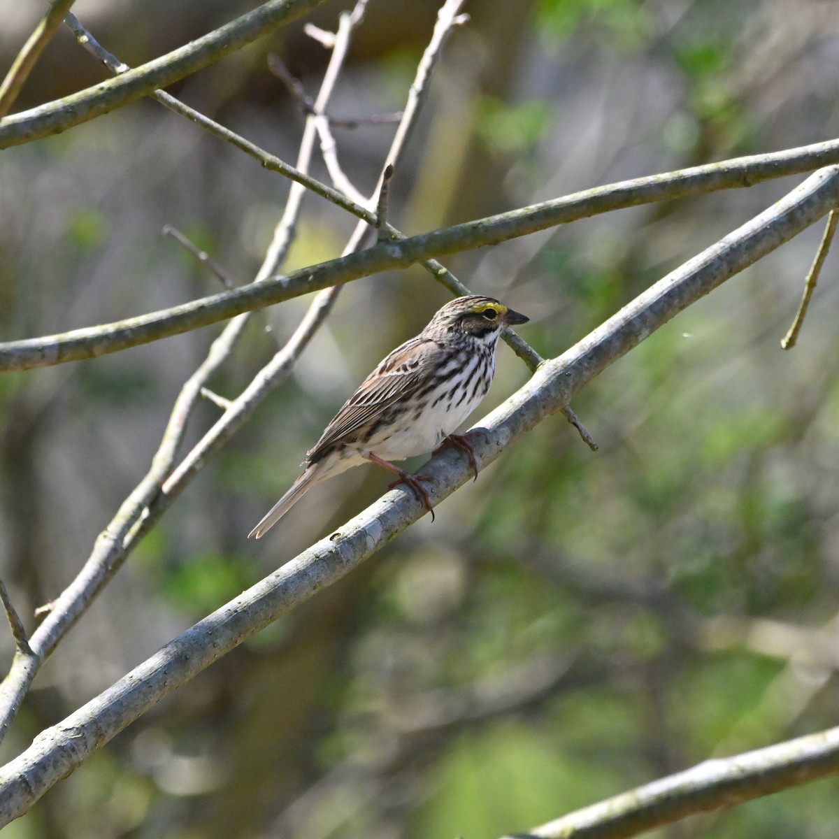 Savannah Sparrow - ML440030061