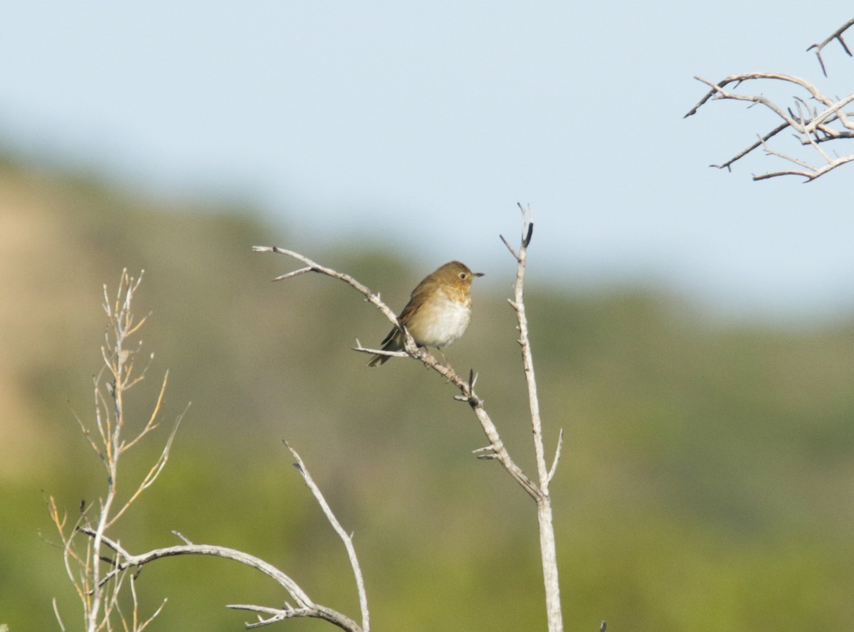 Swainson's Thrush - ML440034531