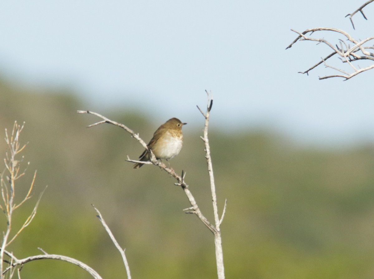 Swainson's Thrush - ML440034811