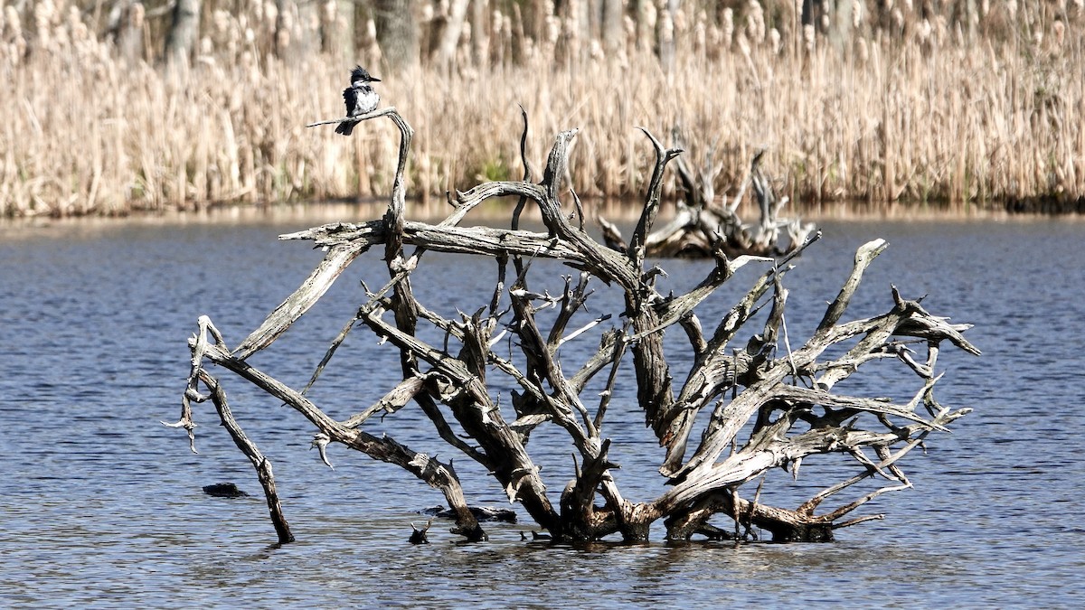 Belted Kingfisher - ML440034881