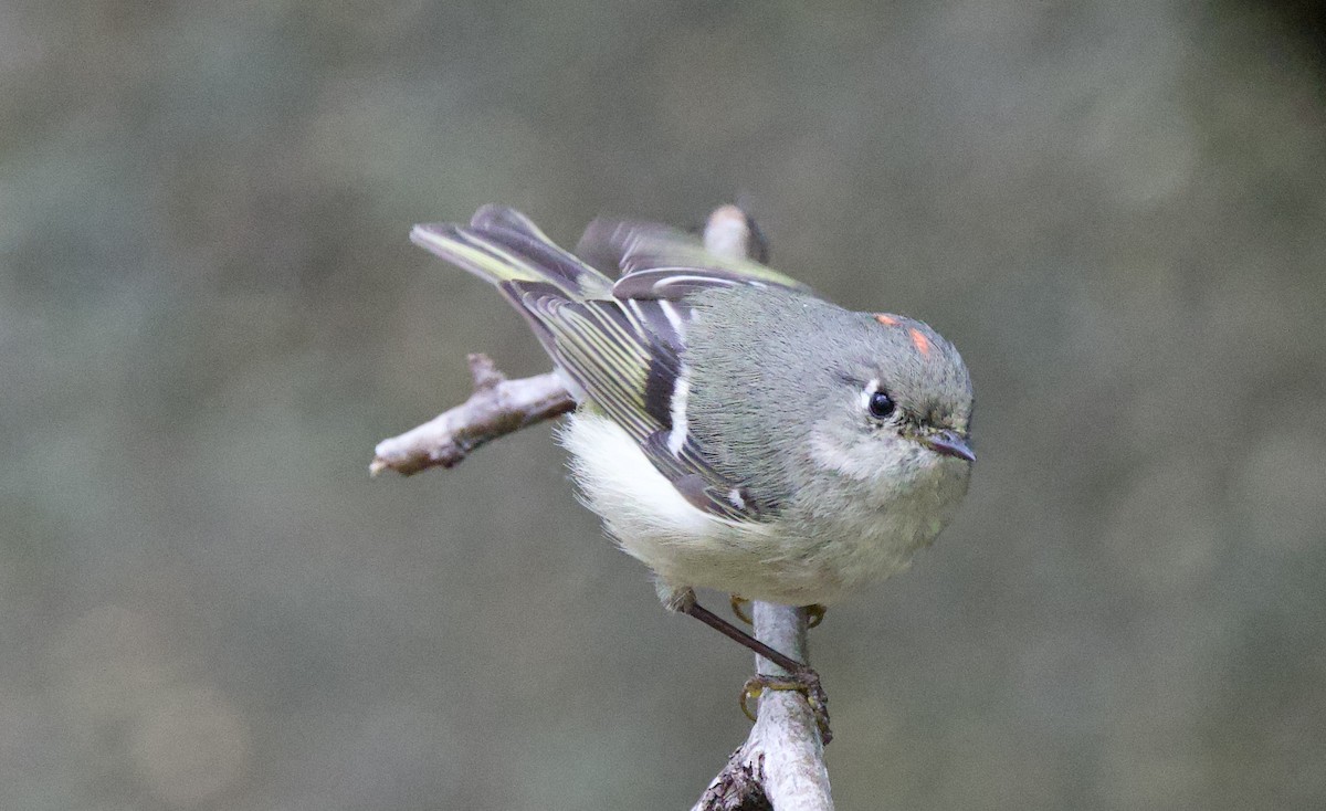 Ruby-crowned Kinglet - Anne Bielamowicz