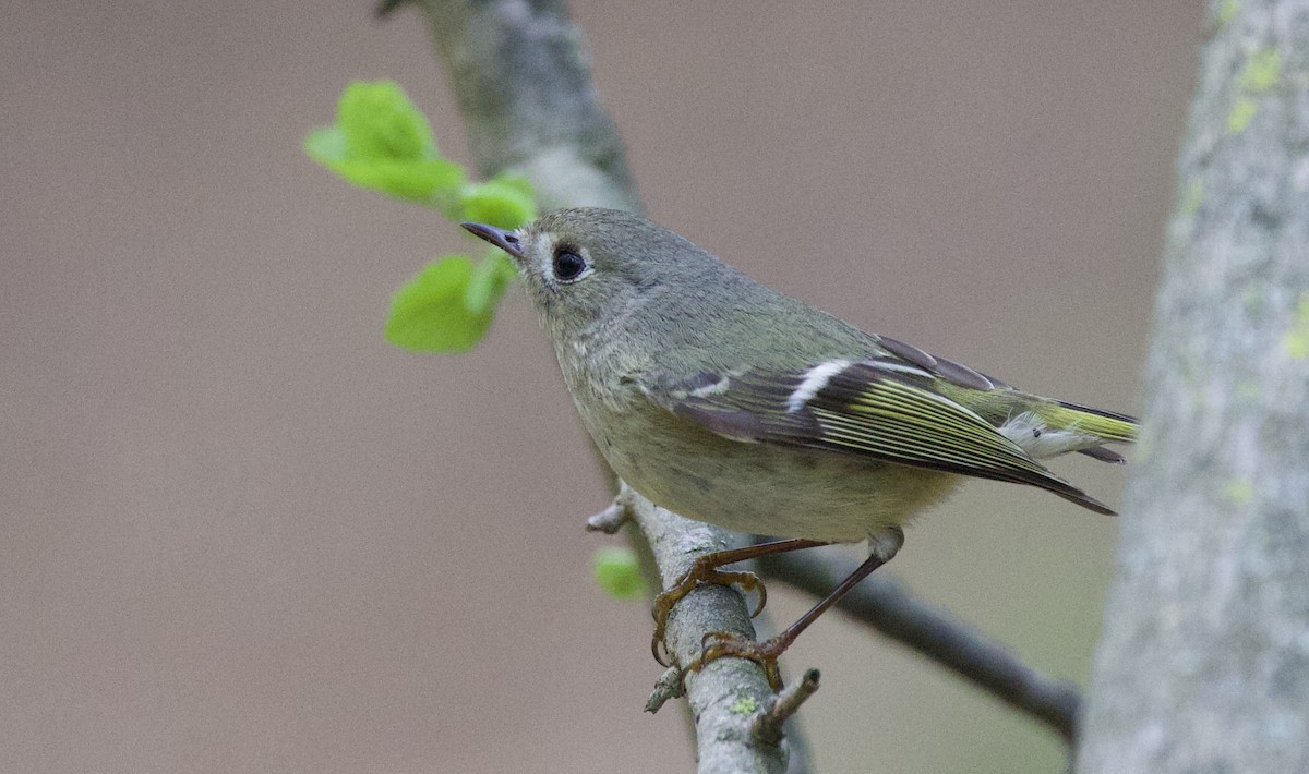 Ruby-crowned Kinglet - Anne Bielamowicz