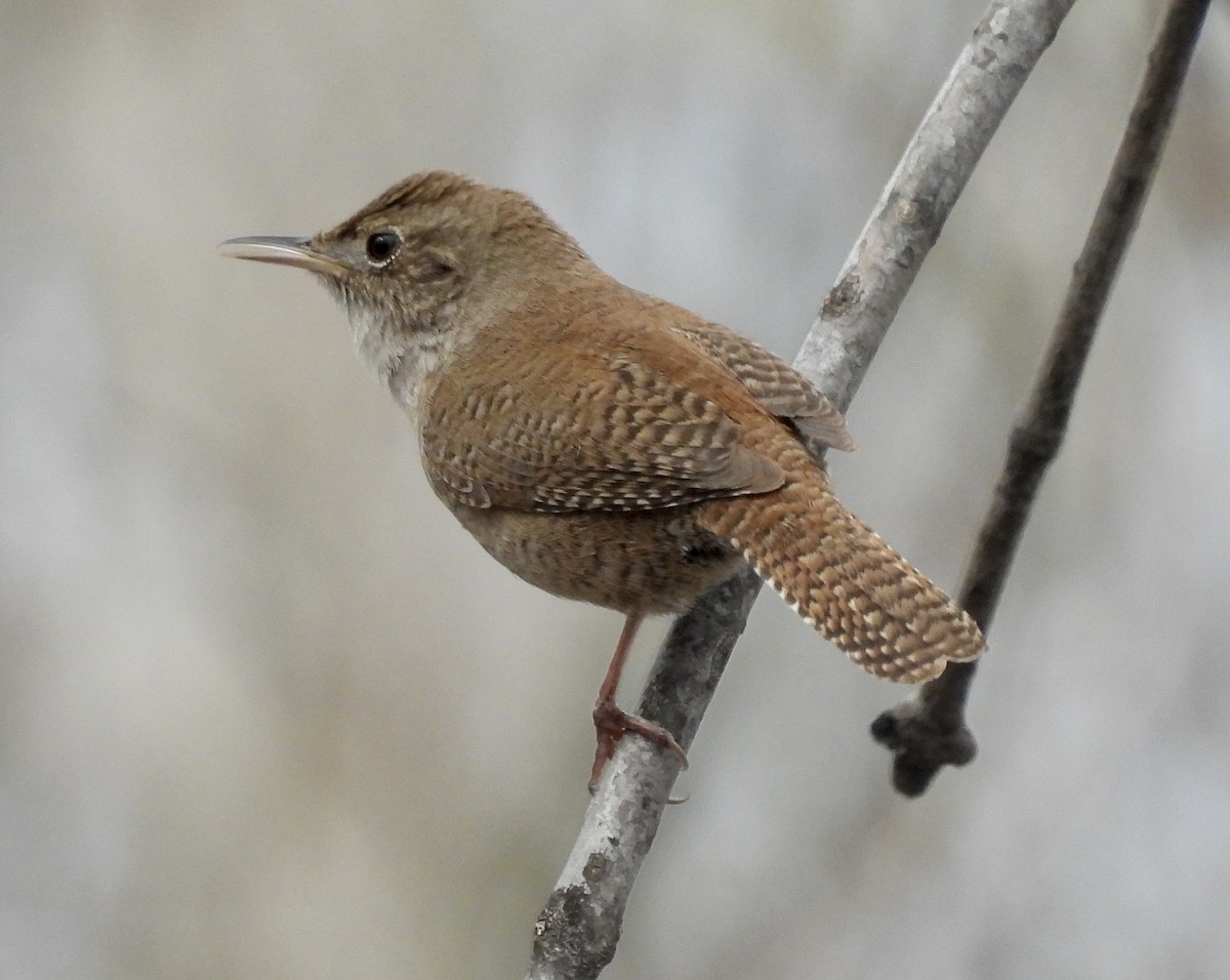 House Wren - Pierre Masse