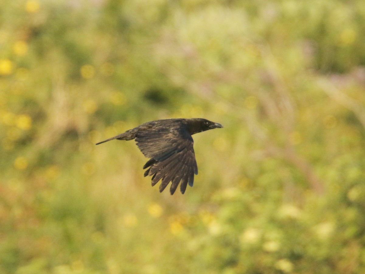 American Crow - ML440039171