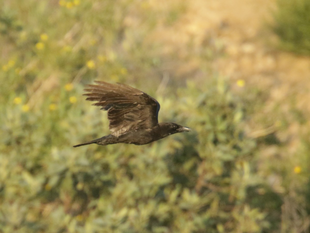 American Crow - ML440039221