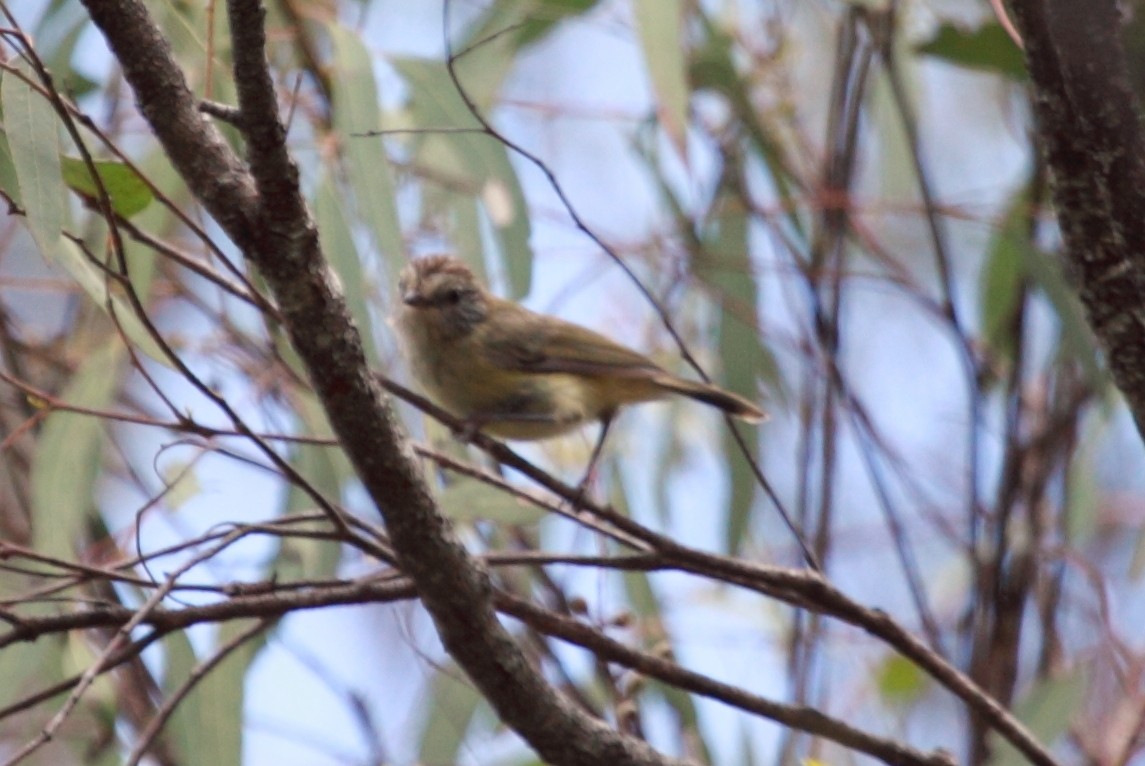 Striated Thornbill - ML440041971